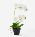 giftcraft orchid