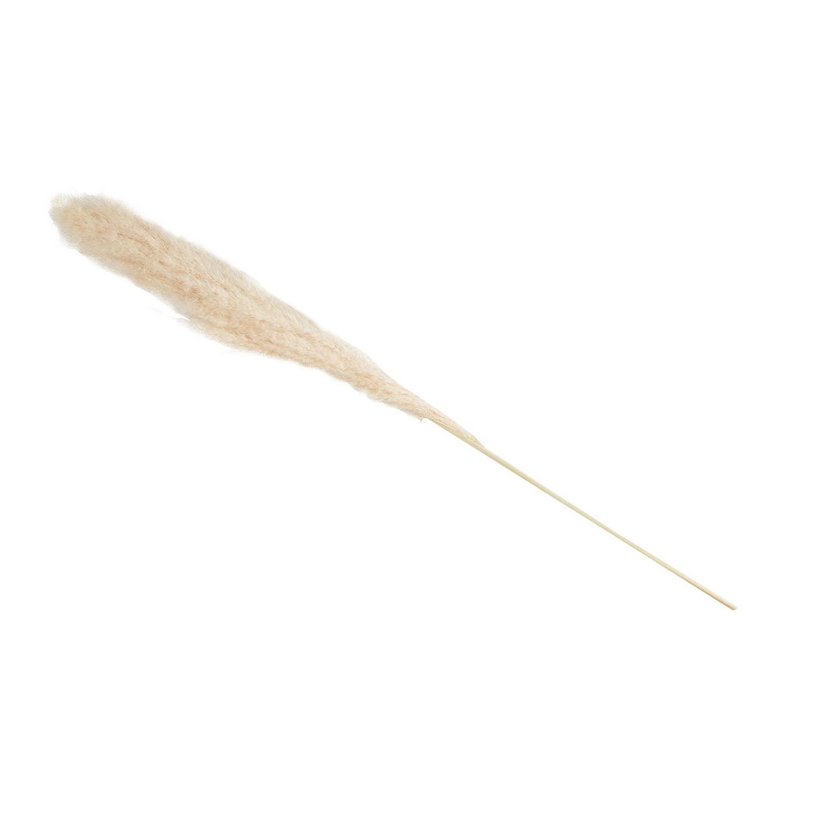 Mudpie Preserved Pampas Grass